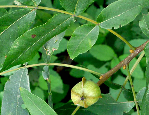 image of Carya cordiformis, Bitternut Hickory