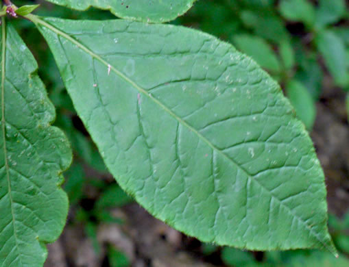 image of Rhododendron vaseyi, Pinkshell Azalea