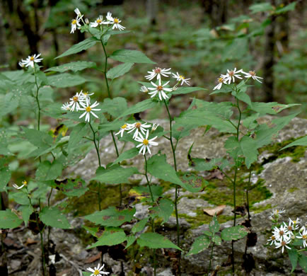 Eurybia chlorolepis, Blue Ridge White Heart-leaved Aster, Mountain Wood-aster