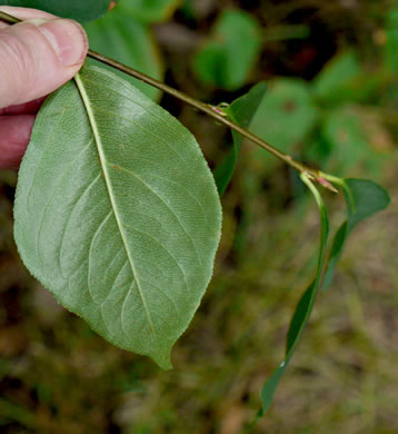 image of Aronia melanocarpa, Black Chokeberry