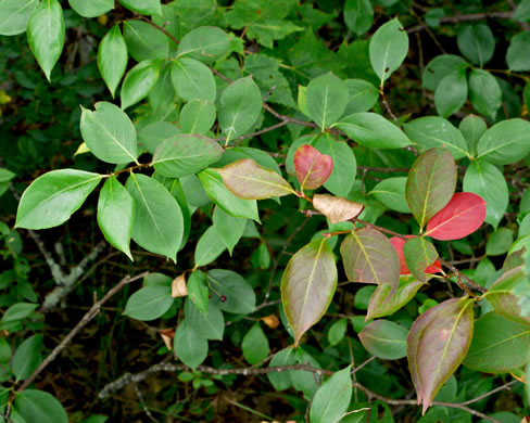 image of Aronia melanocarpa, Black Chokeberry