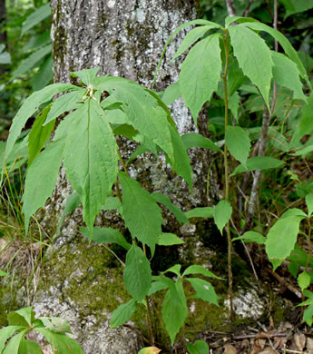 image of Oclemena acuminata, Whorled Nodding-aster, Whorled Wood-aster, Whorled Aster, Floral Wood Aster