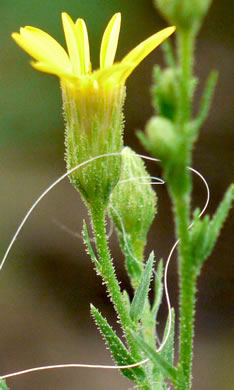 image of Pityopsis aspera var. adenolepis, Carolina Silkgrass, Pineland Silkgrass, Grassleaf Goldenaster