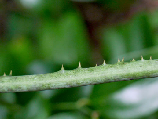 image of Smilax smallii, Jackson-brier, Unarmed Catbrier, Sweet-scented Smilax