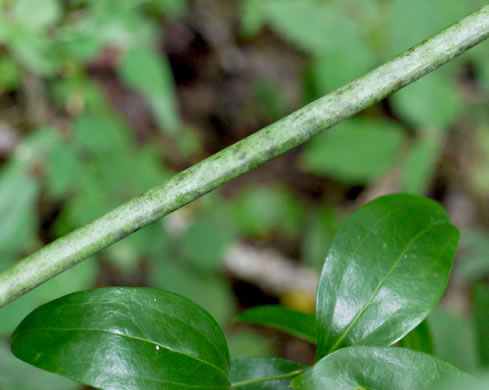 image of Smilax smallii, Jackson-brier, Unarmed Catbrier, Sweet-scented Smilax