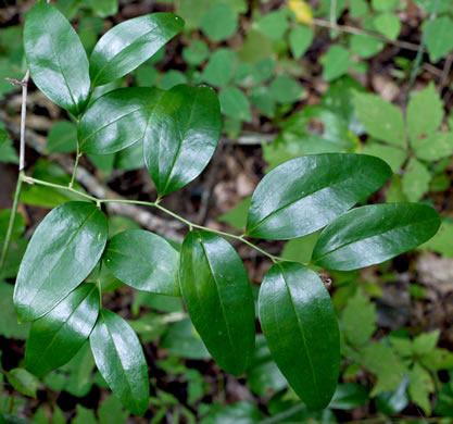 image of Smilax smallii, Jackson-brier, Unarmed Catbrier, Sweet-scented Smilax