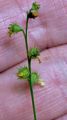 image of Agrimonia rostellata, Woodland Agrimony