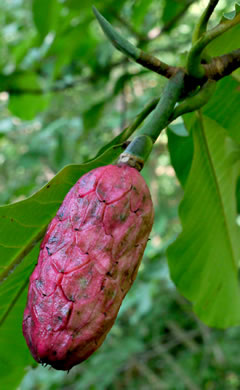 Magnolia tripetala, Umbrella Magnolia, Umbrella-tree