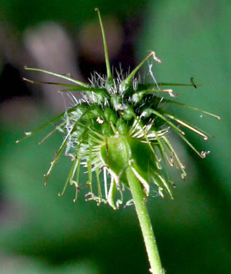 Geum canadense, White Avens