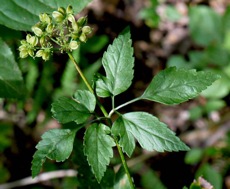 image of Thaspium barbinode, Hairy-jointed Meadow-parsnip