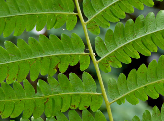 image of Claytosmunda claytoniana, Interrupted Fern