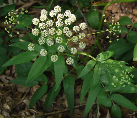 image of Oxypolis rigidior, Cowbane, Pig-potato, Stiff Cowbane