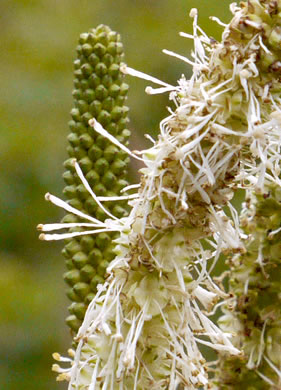 image of Sanguisorba canadensis, Canada Burnet, American Burnet, White Burnet