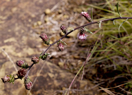 image of Liatris scariosa, Northern Blazing-star