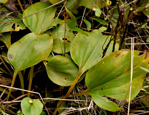 Bigleaf Grass-of-Parnassus