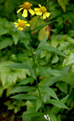 image of Helenium autumnale, Common Sneezeweed