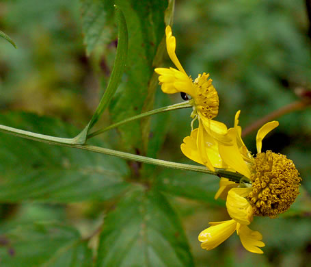 image of Helenium autumnale, Common Sneezeweed