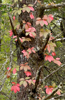 image of Parthenocissus quinquefolia, Virginia Creeper