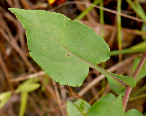 Symphyotrichum undulatum, Wavyleaf Aster