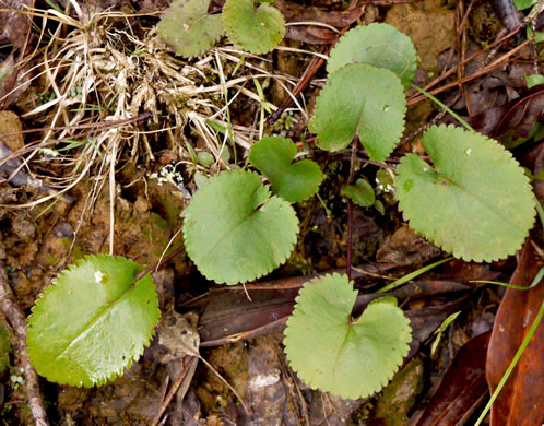 image of Packera serpenticola, Buck Creek Ragwort, Serpentine Ragwort, Rattlesnake Groundsel, Buck Creek Groundsel