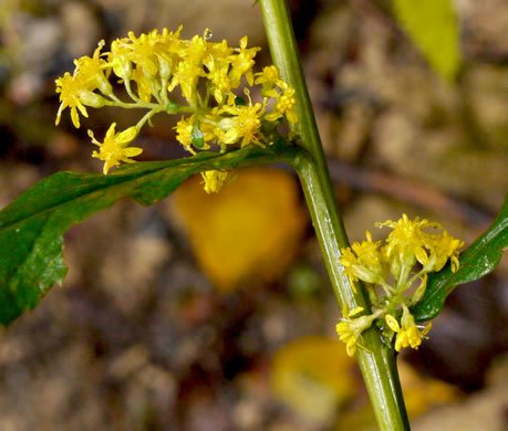 image of Solidago curtisii, Curtis's Goldenrod