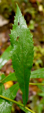 image of Solidago curtisii, Curtis's Goldenrod