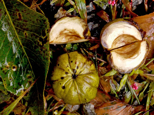 image of Carya ovata, Common Shagbark Hickory