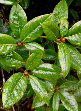 image of Rhododendron carolinianum, Carolina Rhododendron, Punctatum