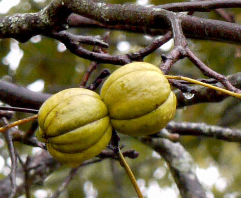 image of Carya ovata, Common Shagbark Hickory