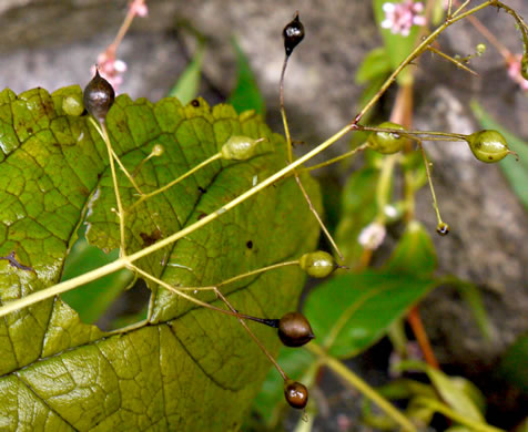 image of Scrophularia marilandica, Eastern Figwort, Carpenter's Square, Late Figwort