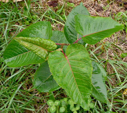 image of Reynoutria sachalinensis, Giant Knotweed, Sachaline