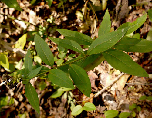 image of Silphium dentatum, Starry Rosinweed