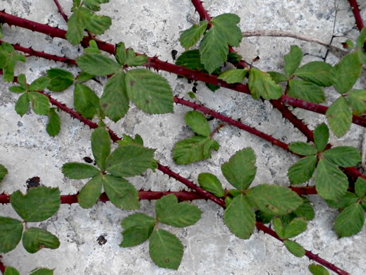 image of Rubus flagellaris, Common Dewberry, Northern Dewberry