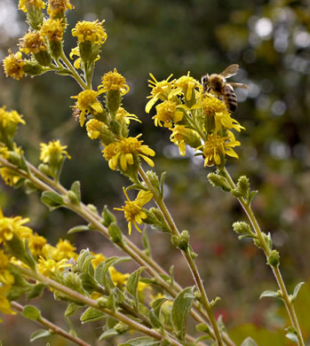 image of Solidago petiolaris var. petiolaris, Downy Ragged Goldenrod, Downy Goldenrod