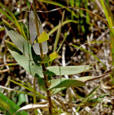 image of Gymnopogon ambiguus, Eastern Skeletongrass, Eastern Beardgrass, Bearded Skeletongrass, Broadleaf Beardgrass