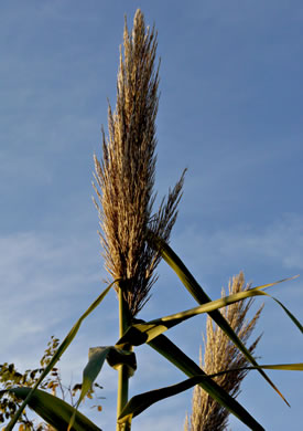 panicle