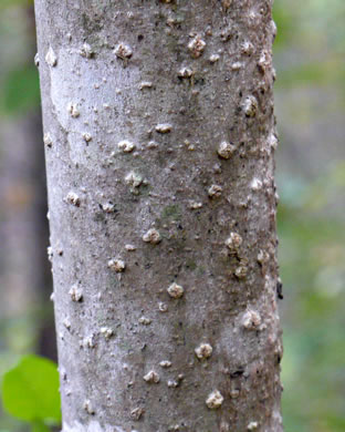 image of Fraxinus biltmoreana, Biltmore Ash, Biltmore White Ash