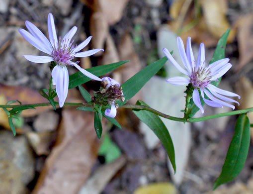 image of Symphyotrichum retroflexum, Curtis's Aster, Rigid Whitetop Aster