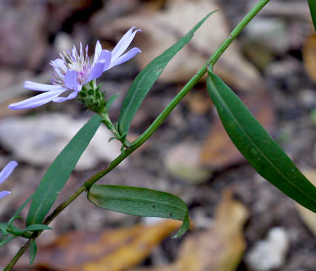 image of Symphyotrichum retroflexum, Curtis's Aster, Rigid Whitetop Aster