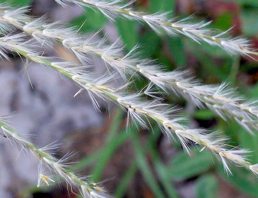 spikelet