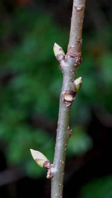 image of Pyrularia pubera, Buffalo-nut, Oil-nut