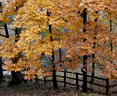 image of Carya ovalis, Red Hickory, Sweet Pignut Hickory