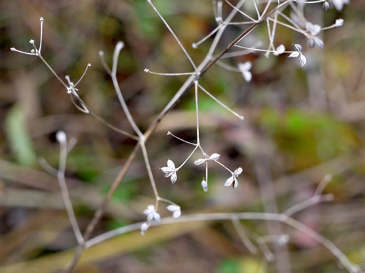 image of Thalictrum amphibolum, Skunk Meadowrue, Waxy Meadowrue