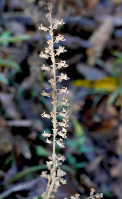 image of Perilla frutescens, Beefsteak-plant, Perilla