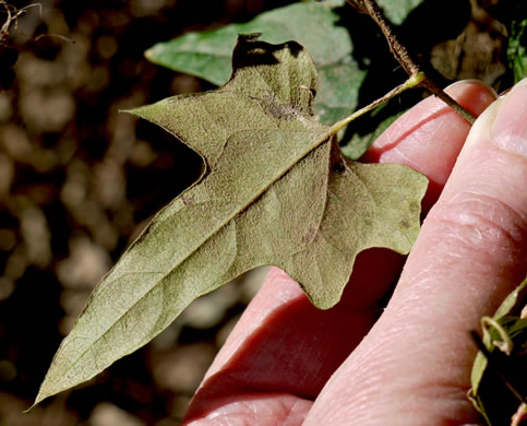 image of Nephroia carolina, Carolina Moonseed, Coralbeads, Carolina Snailseed, Red Moonseed