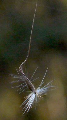 spikelet