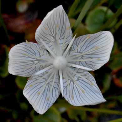 image of Parnassia caroliniana, Carolina Grass-of-Parnassus, Savanna Parnassia, Eyebright