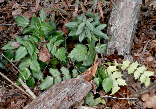 image of Mahonia bealei, Leatherleaf Mahonia, Chinese Mahonia, Holly-grape