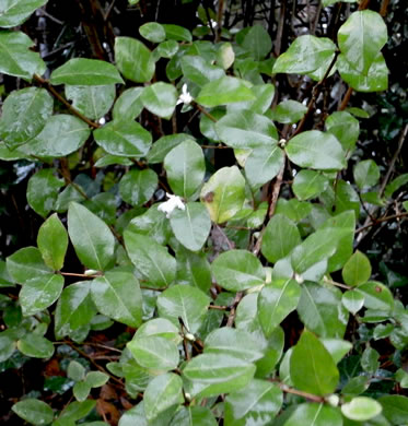 image of Lonicera fragrantissima, Sweet-breath-of-spring, Winter Honeysuckle