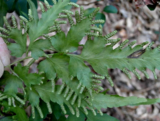 image of Lygodium japonicum, Japanese Climbing Fern